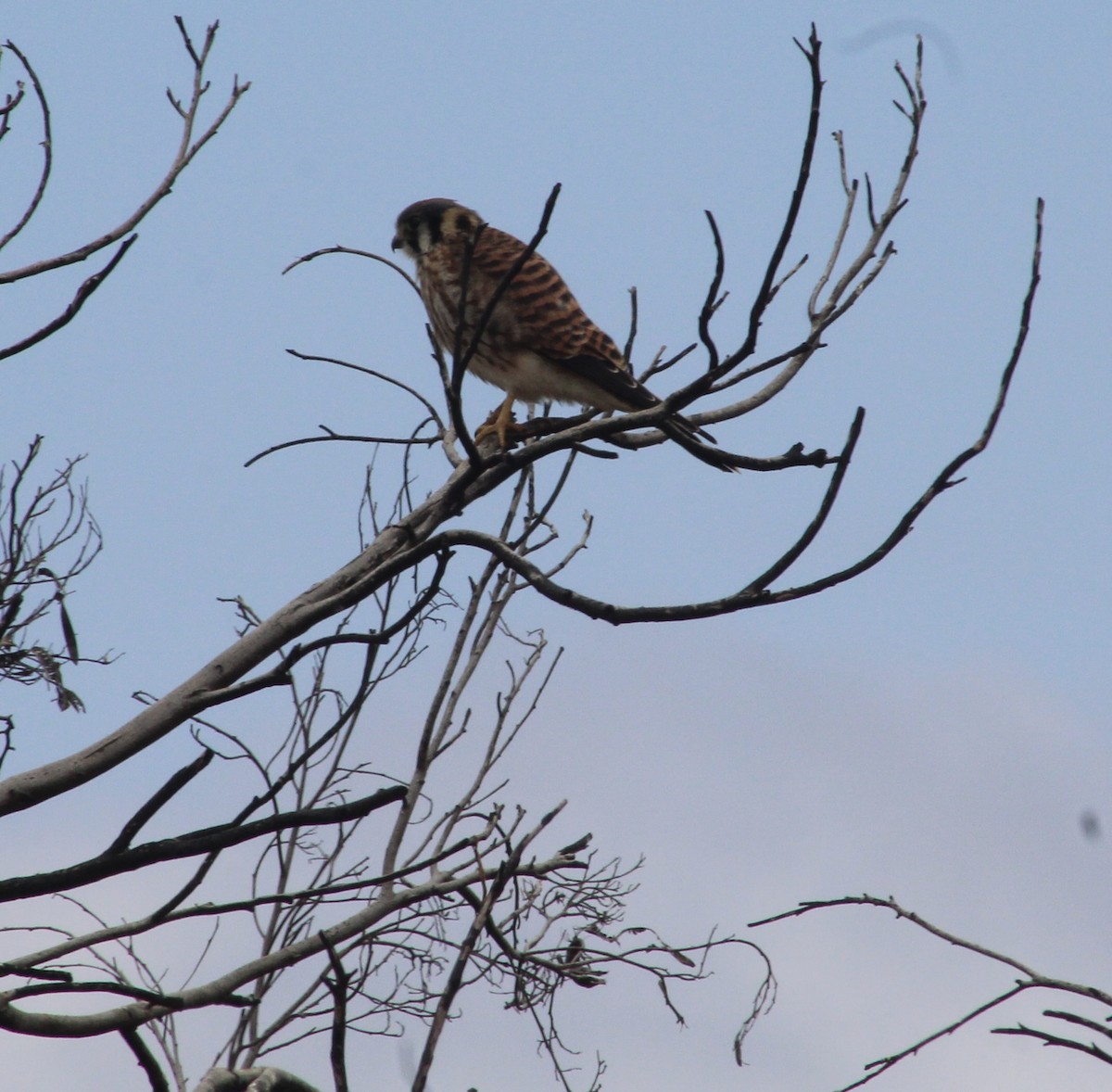 American Kestrel - Joanne Sherif