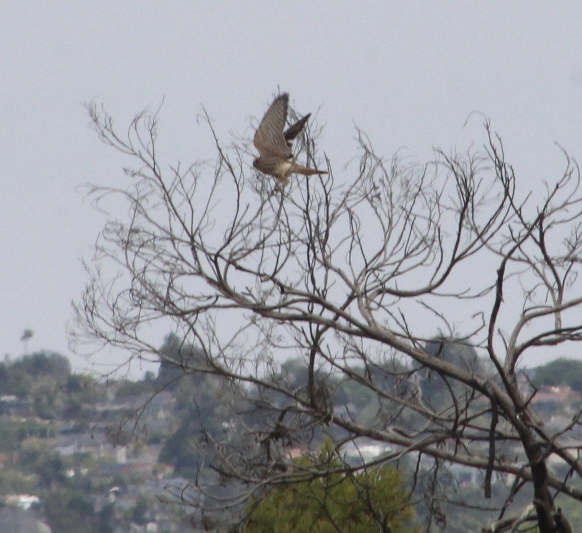 American Kestrel - ML620001170