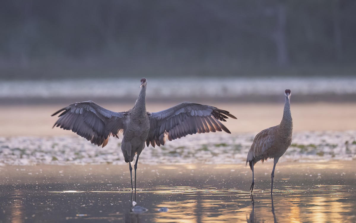 Sandhill Crane - ML620001171