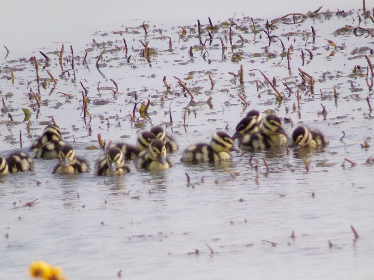 Black-bellied Whistling-Duck - ML620001181