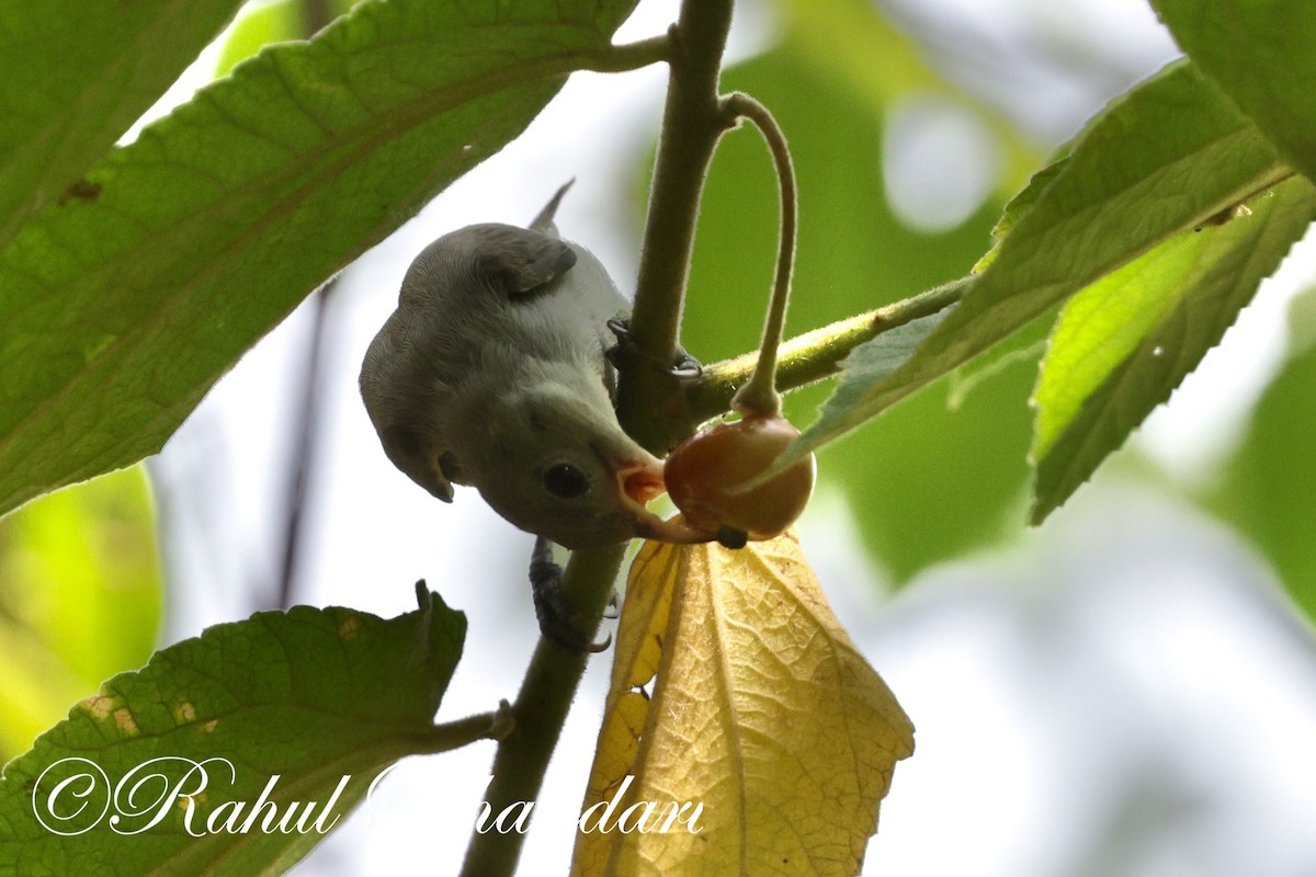 Pale-billed Flowerpecker - ML620001189