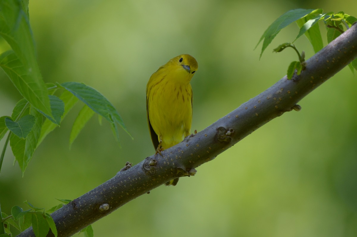 Yellow Warbler - ML620001196