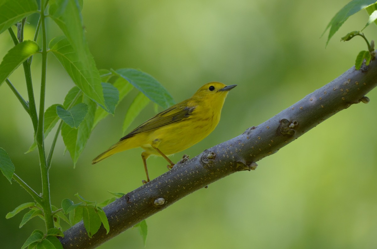 Yellow Warbler - ML620001199