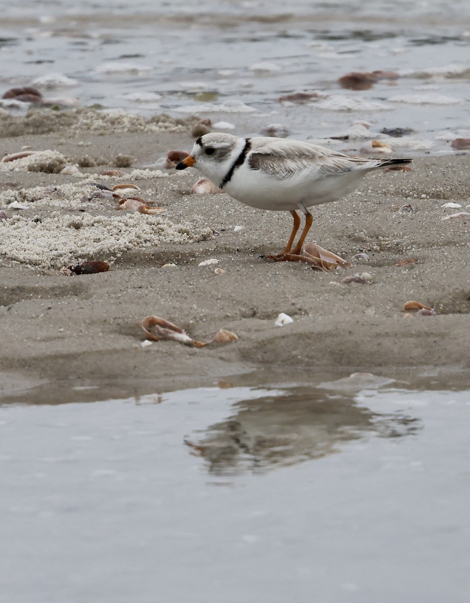 Piping Plover - ML620001201