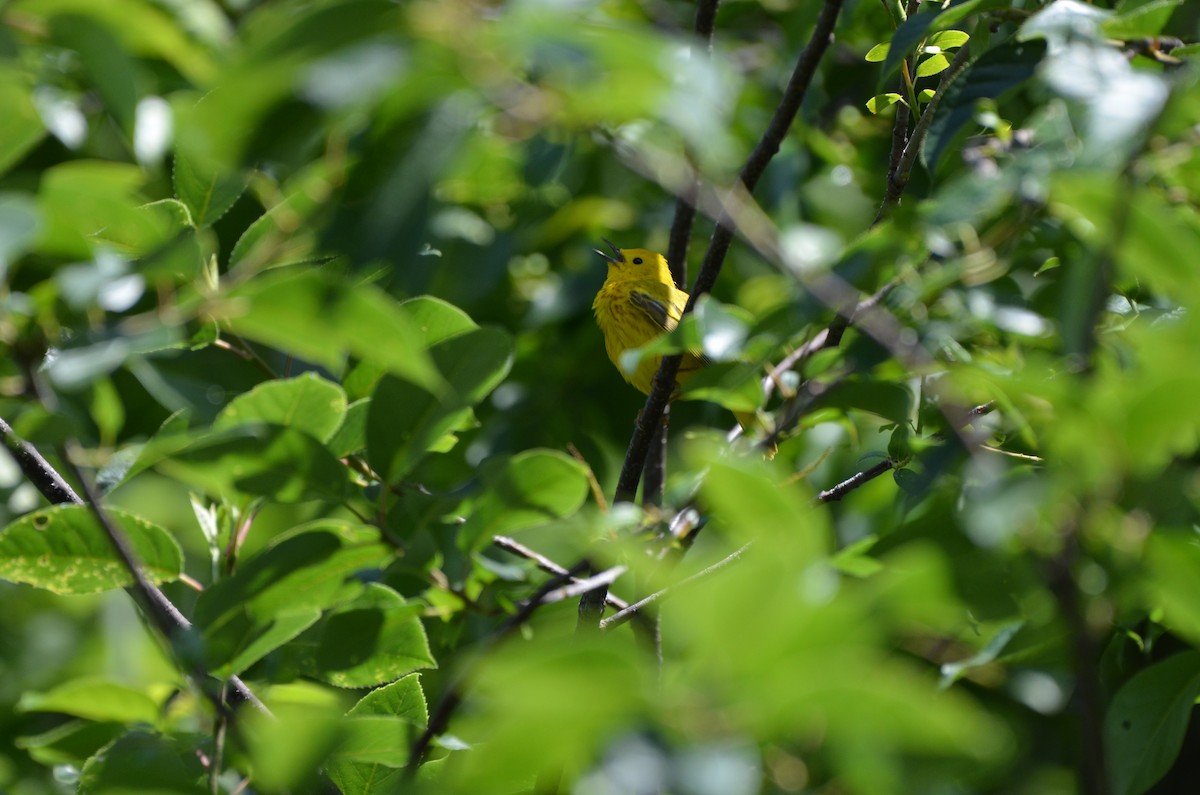 Yellow Warbler - ML620001202