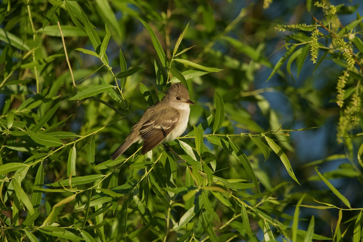 Willow Flycatcher - ML620001204