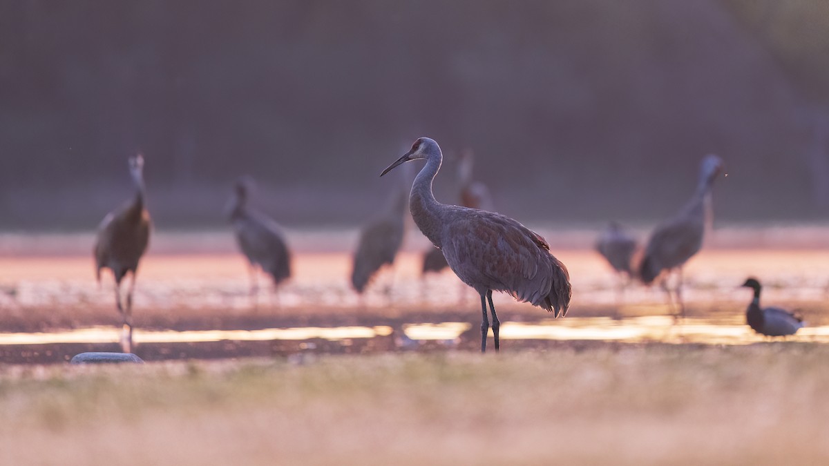 Sandhill Crane - ML620001205