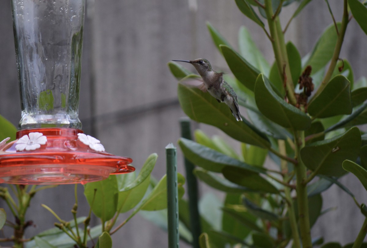 Ruby-throated Hummingbird - ML620001206