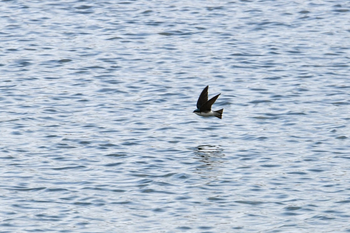 Tree Swallow - ML620001207