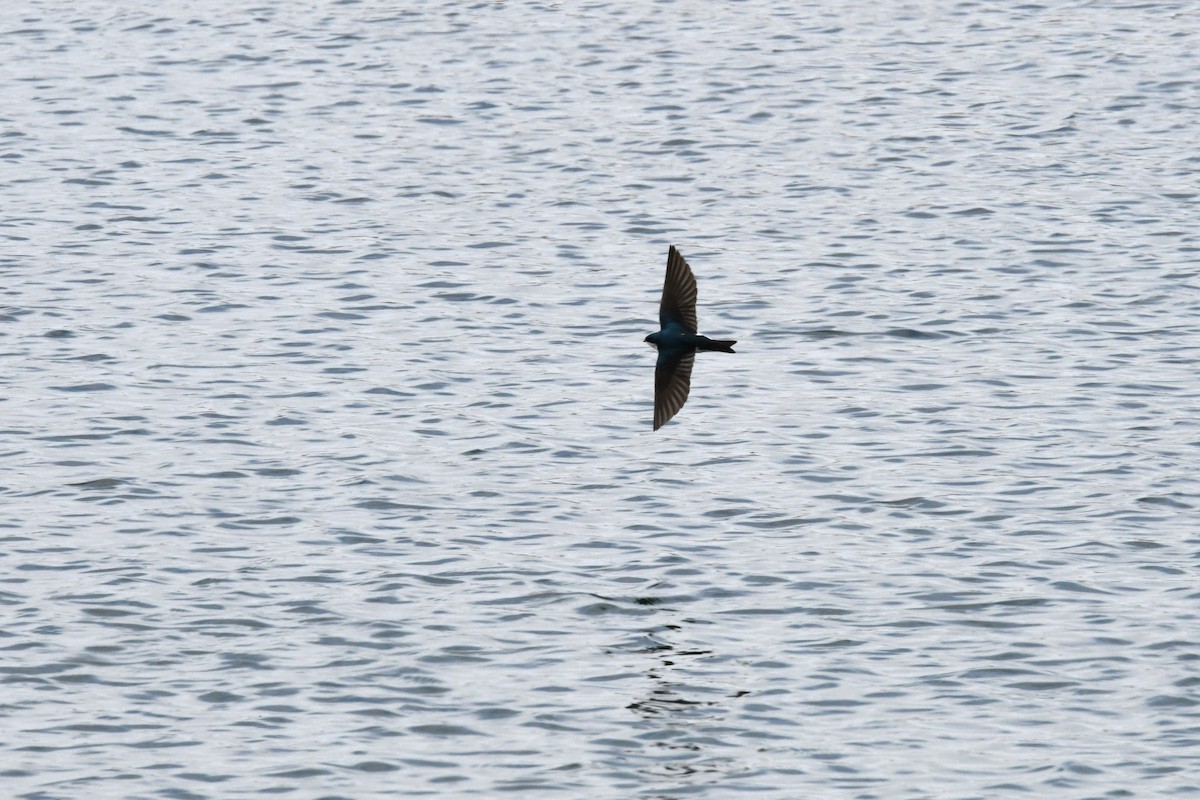 Tree Swallow - ML620001208