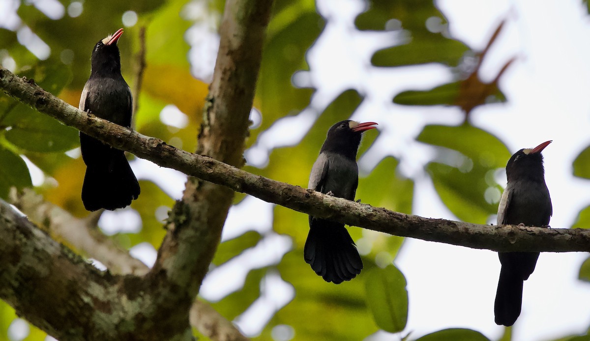 White-fronted Nunbird (Pale-winged) - ML620001216