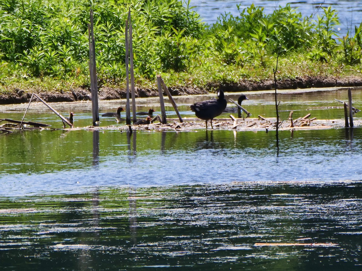 American Coot (Red-shielded) - ML620001223