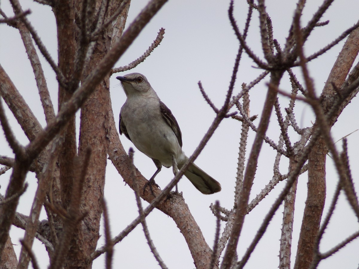 Northern Mockingbird - ML620001241