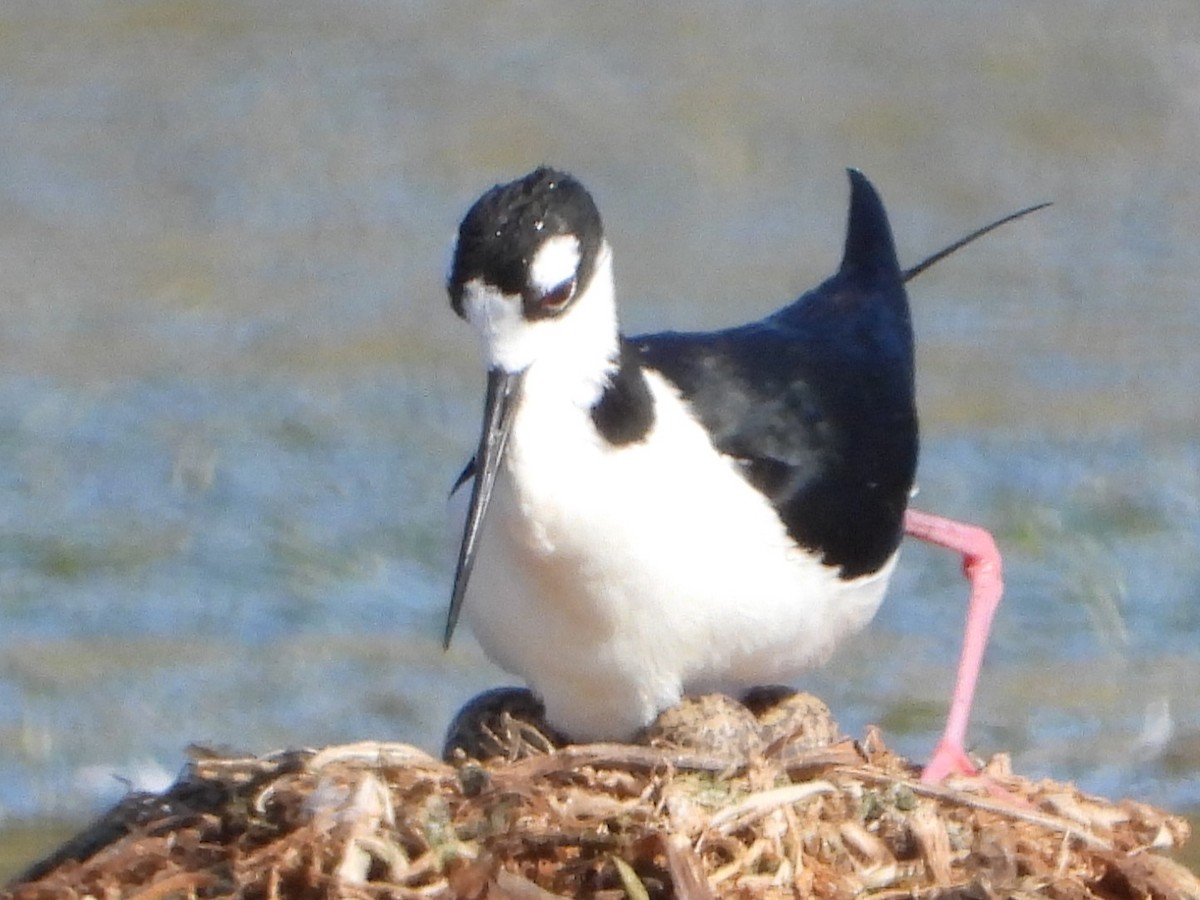 Black-necked Stilt - ML620001244