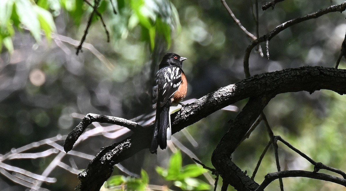 Spotted Towhee - ML620001248