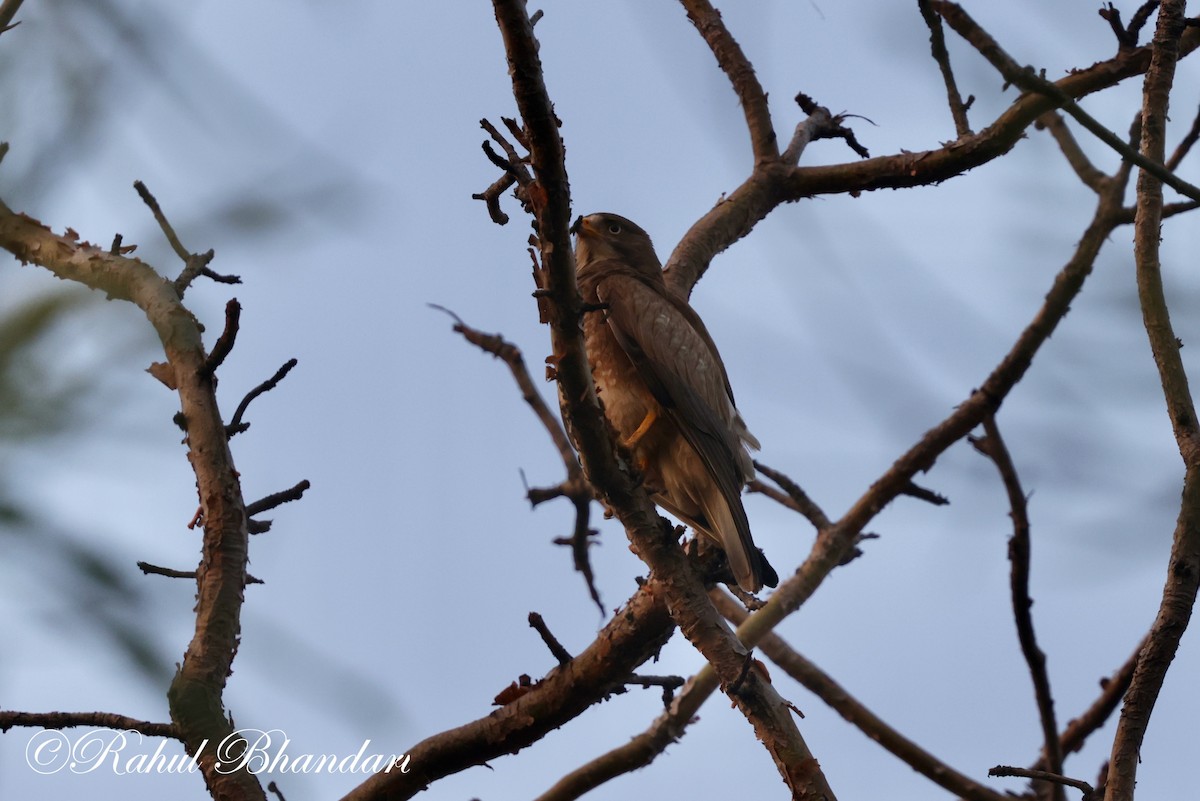 White-eyed Buzzard - ML620001251