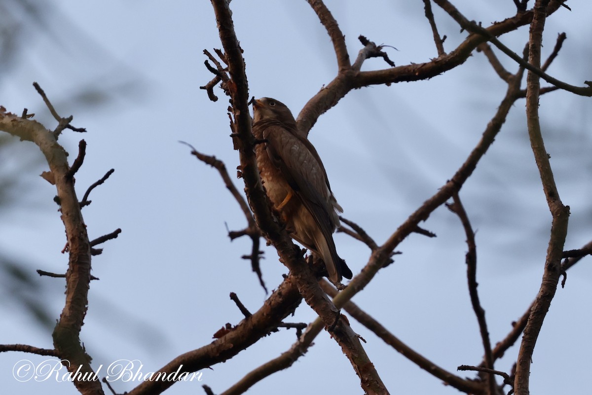 White-eyed Buzzard - ML620001252