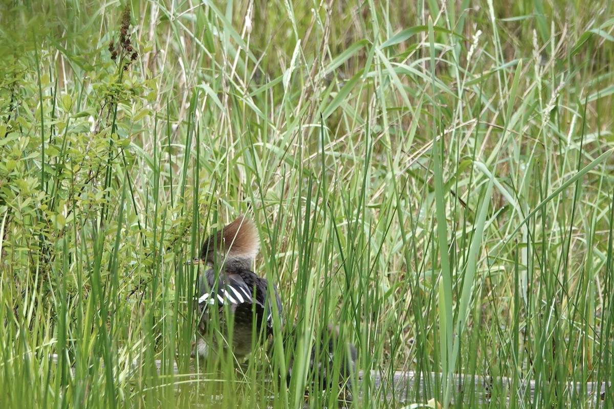 Hooded Merganser - ML620001259