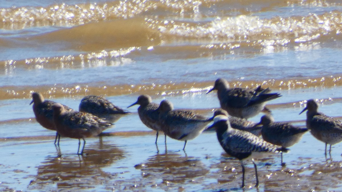 Black-bellied Plover - ML620001261