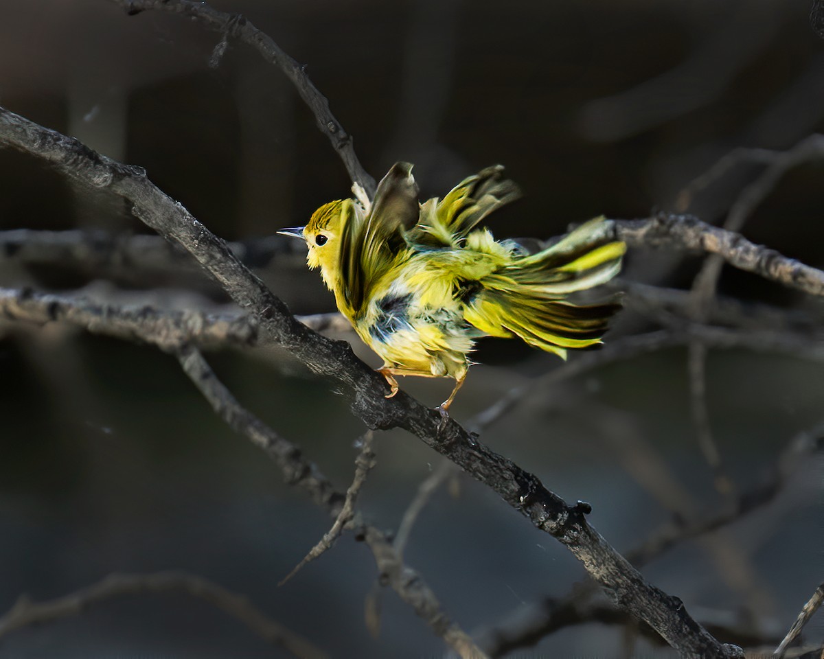 Paruline jaune - ML620001262