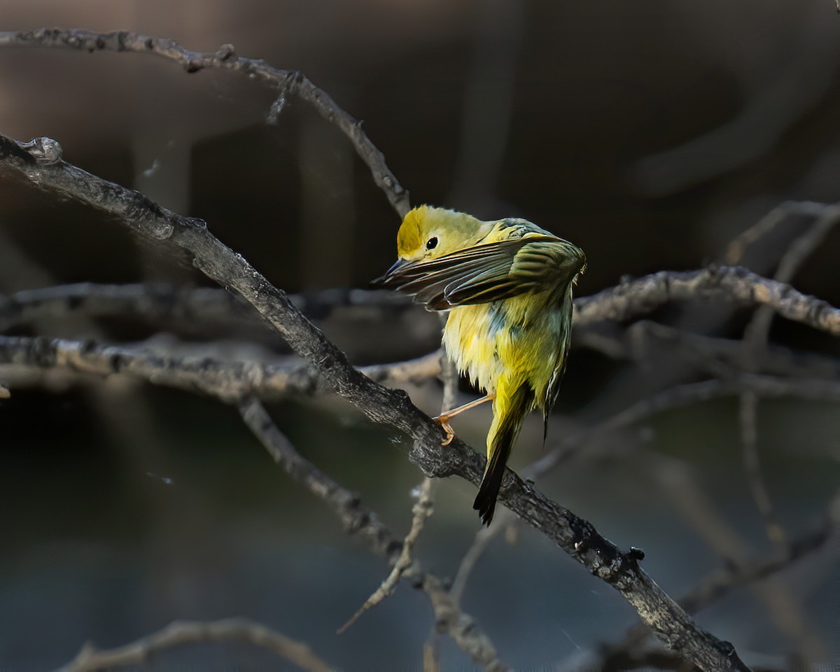 Paruline jaune - ML620001263