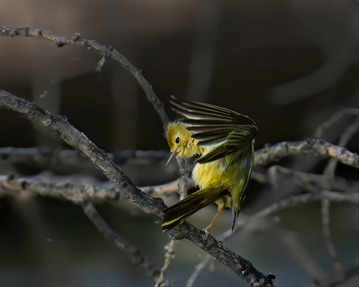 Paruline jaune - ML620001266