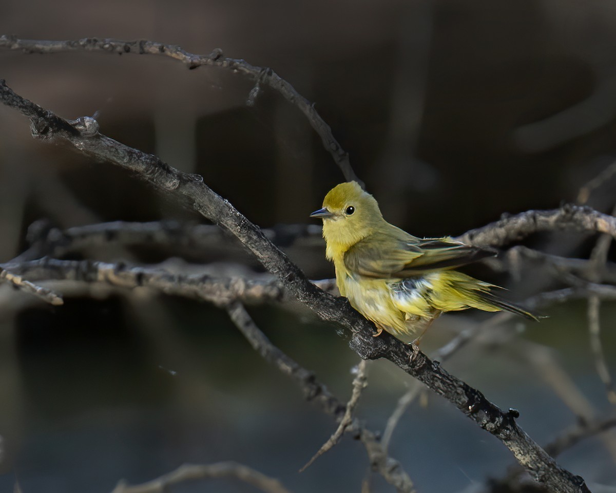 Paruline jaune - ML620001268