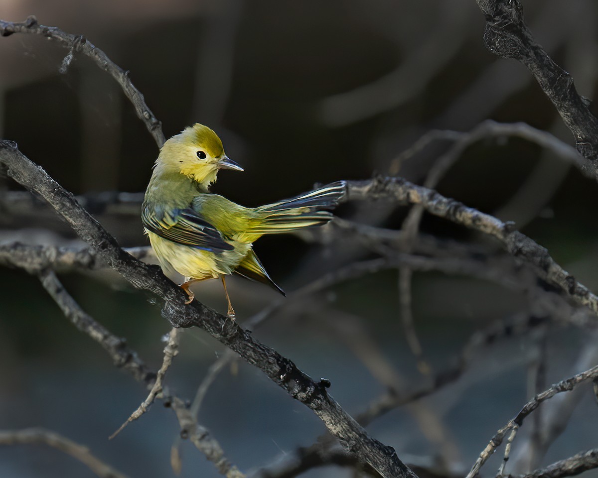 Paruline jaune - ML620001269