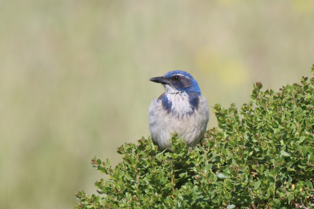 California Scrub-Jay - ML620001276