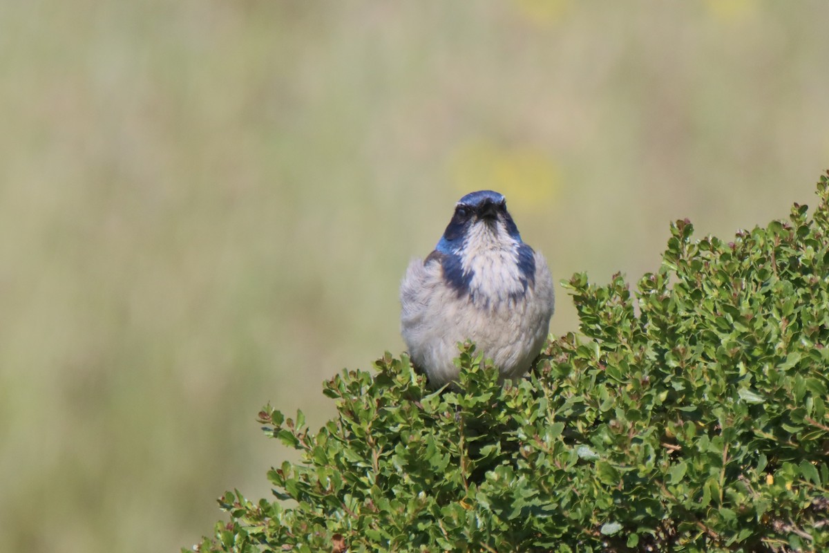 California Scrub-Jay - ML620001277