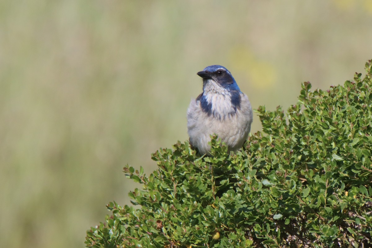 California Scrub-Jay - ML620001278