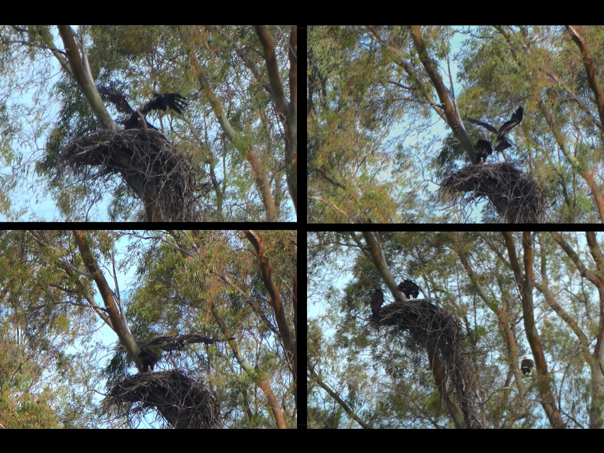 Bald Eagle - ML620001284