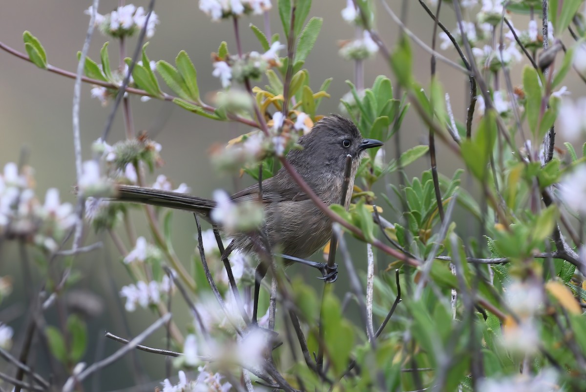 Wrentit - ML620001294