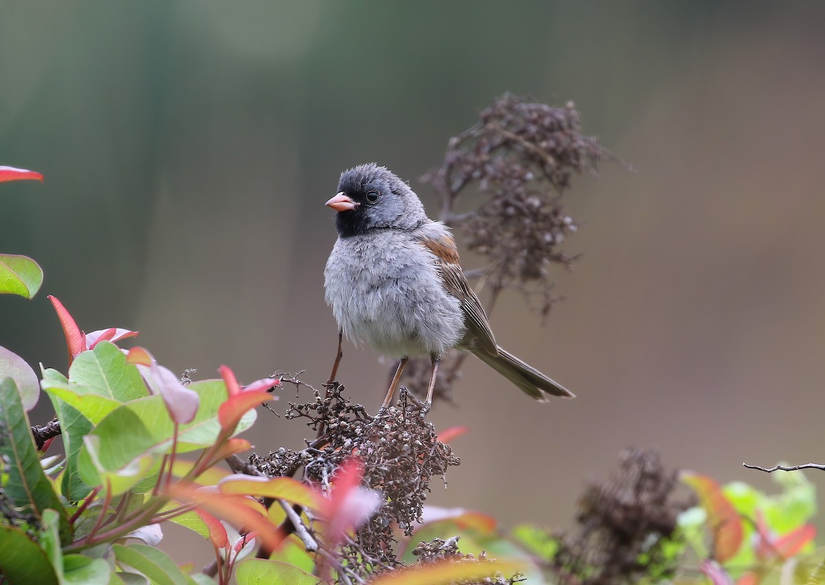Black-chinned Sparrow - ML620001301