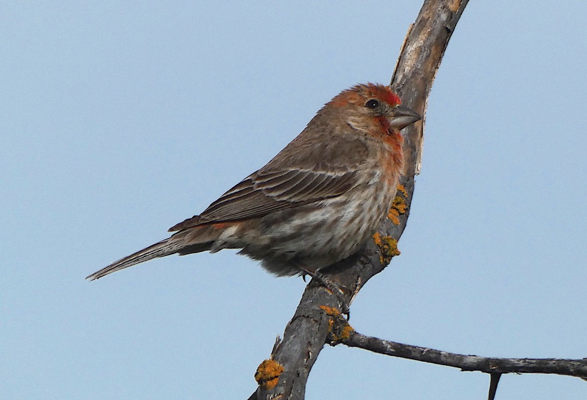 House Finch - ML620001302