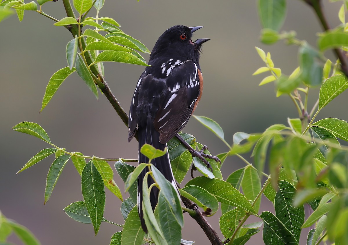 Toquí Moteado - ML620001304