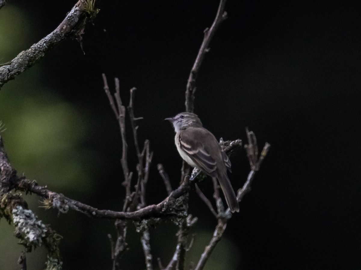 Northern Mouse-colored Tyrannulet - ML620001305