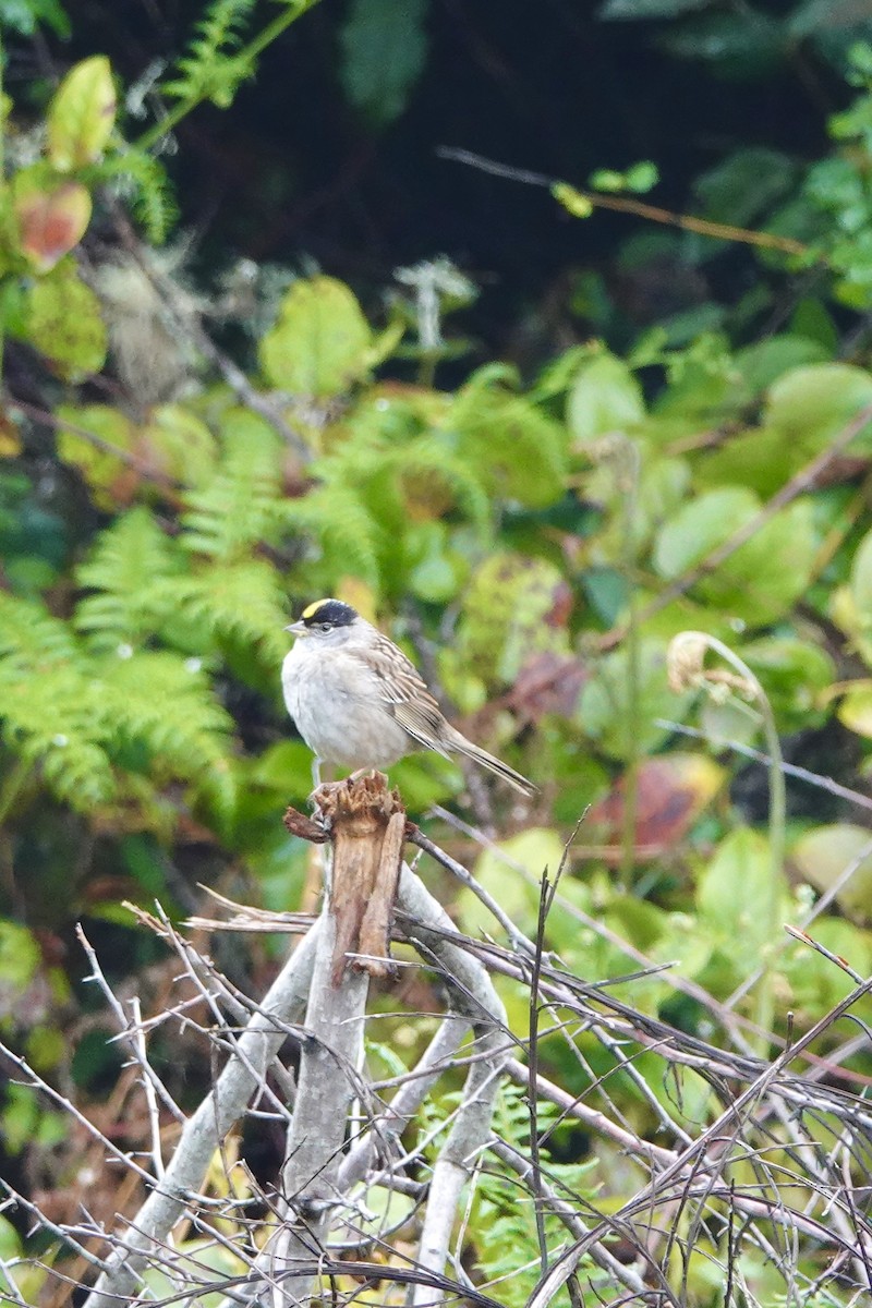 Golden-crowned Sparrow - ML620001308