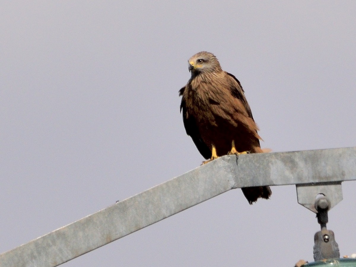 Black Kite - ML620001310