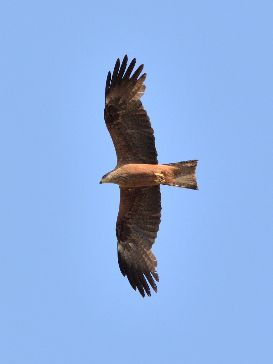 Black Kite - ML620001311