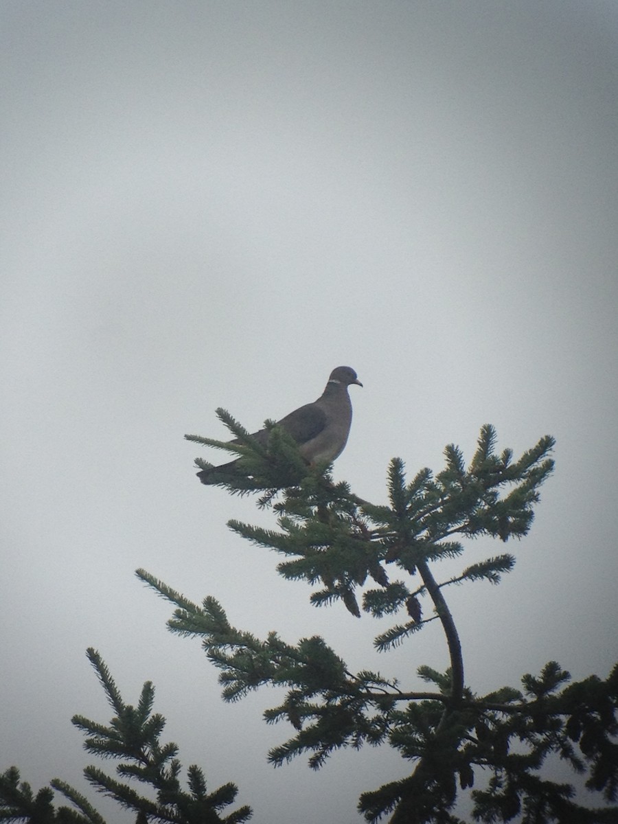 Band-tailed Pigeon - ML620001315