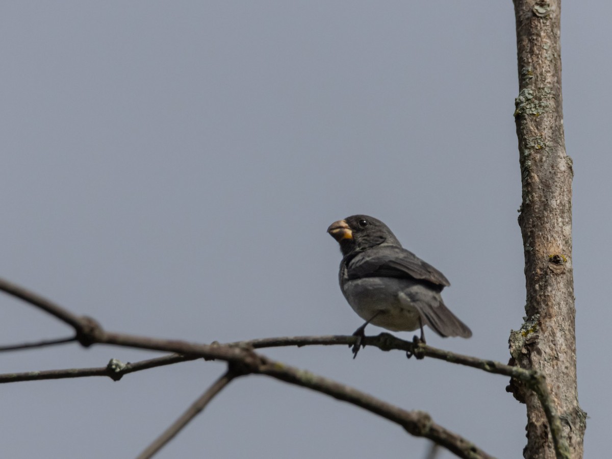 Gray Seedeater - ML620001323