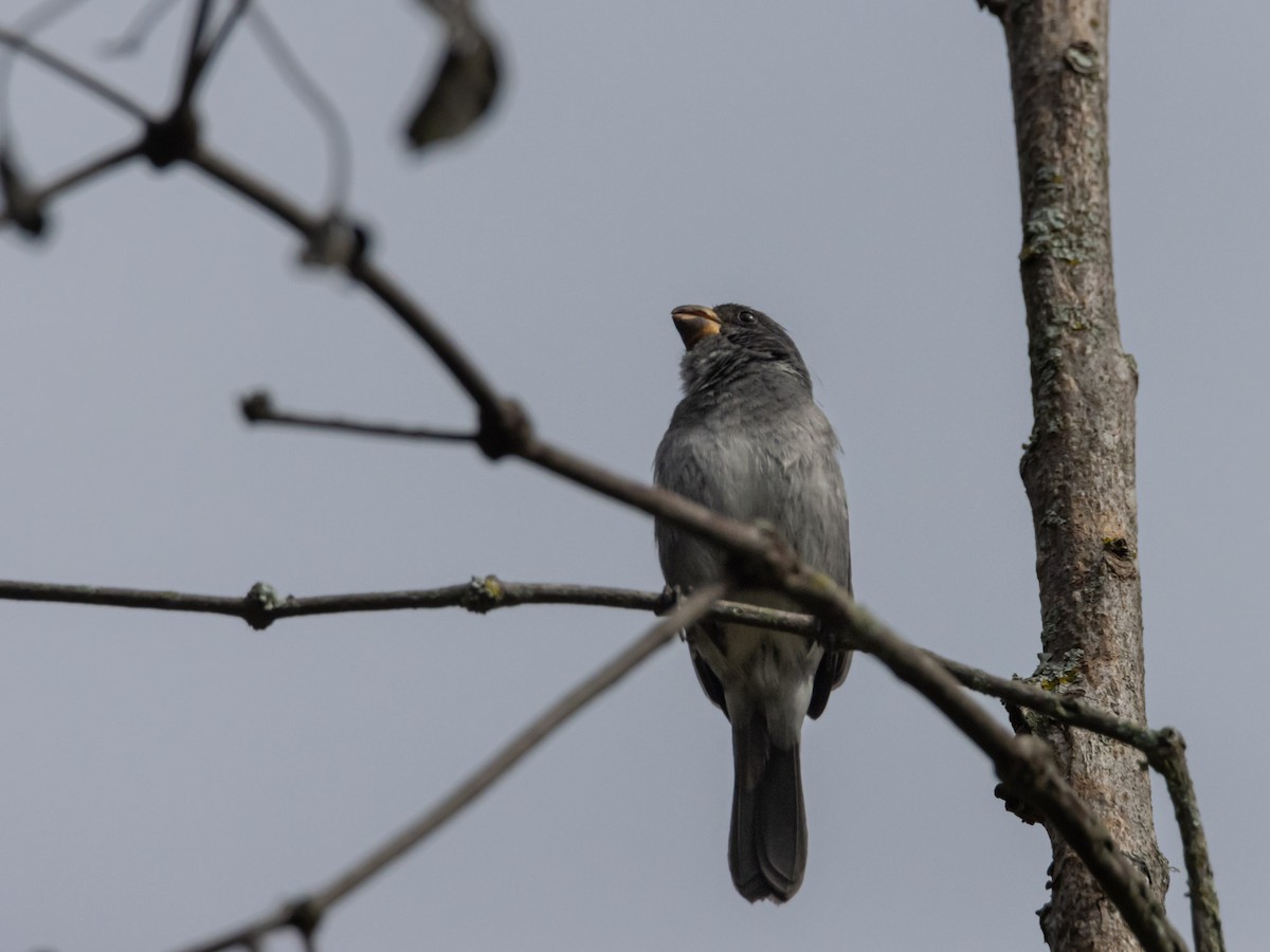 Gray Seedeater - ML620001324