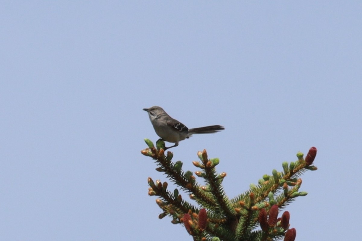 Northern Mockingbird - ML620001356