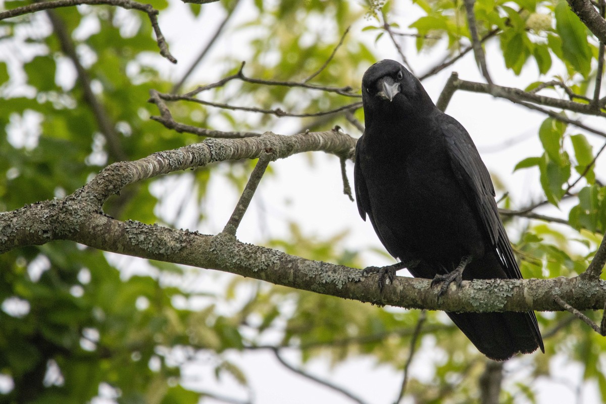 American Crow - ML620001359