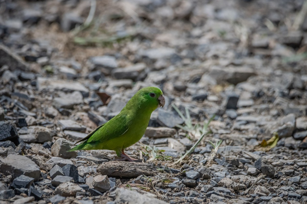 Spectacled Parrotlet - ML620001361