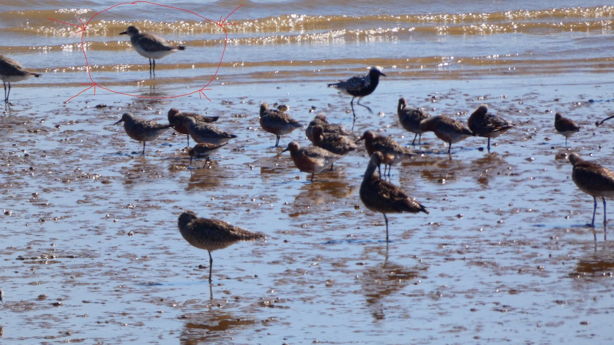 Black-bellied Plover - ML620001363