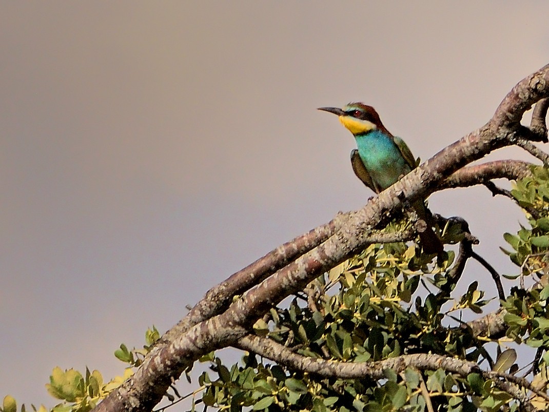 European Bee-eater - ML620001367