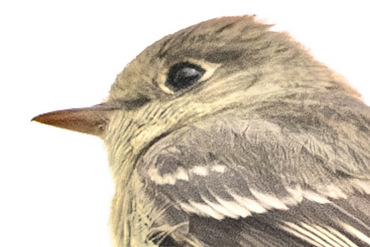 Western Flycatcher - ML620001375