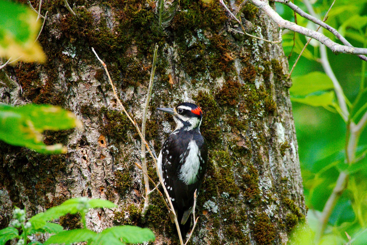 Hairy Woodpecker - ML620001377